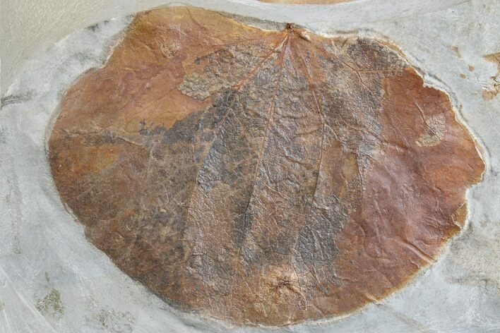Fossil Leaf (Zizyphoides) - Montana #165023